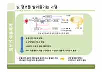 [인체의신비] 정보의 수용체계에 관한 분석-16
