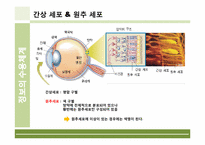 [인체의신비] 정보의 수용체계에 관한 분석-17