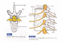 척수손상 PPT 레포트-4