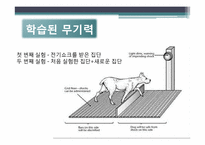 [긍정심리학] 행복과 의도적인 활동-6