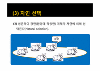[환경생태학] 진화론과 섬 생물지리학-10