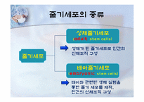 성체줄기세포(adult stem cell)-4