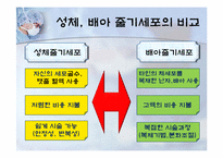 성체줄기세포(adult stem cell)-5