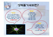 성체줄기세포(adult stem cell)-6