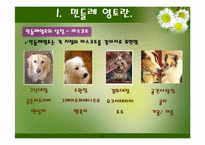 [마케팅] 민들레영토의 감성경영-6