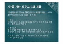 [일본의 예능] 라쿠고와 만자이-16