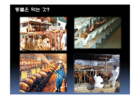 공리주의적 접근-공리주의에서의 논쟁(안락사, 동물권리)-19