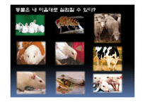 공리주의적 접근-공리주의에서의 논쟁(안락사, 동물권리)-20