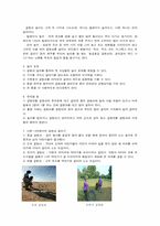 [한국전통문화와아동교육] 굴렁쇠 굴리기-3