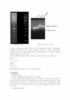[생물학실험]제한효소와 DNA전기영동-6