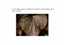 [환경공학] 지구 온난화, 오존층 파괴, 산성비-18