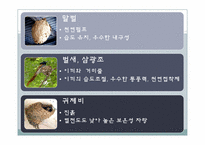 [건축공학]동물을 통해 배우는 친환경 건축술-인간이 나아가야 할 건축 방향-5