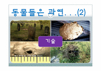 [건축공학]동물을 통해 배우는 친환경 건축술-인간이 나아가야 할 건축 방향-6