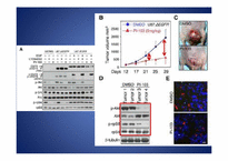 [약품분자생물학] PI-103 which inhibits both PI3 kinase & mTOR in malignant glioma-12