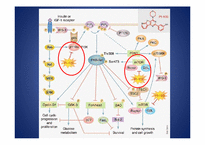 [약품분자생물학] PI-103 which inhibits both PI3 kinase & mTOR in malignant glioma-17