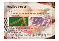 [식품미생물학] 최근 미생물에 의한 식품위해 사례 조사 및 예방방안-12