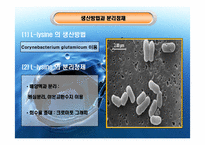 [생물화학공학]미생물을 이용한 라이신 생산-7