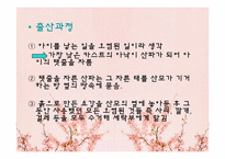 인도 및 동남아시아의 출산문화-8
