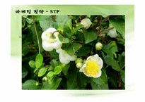 사업계획서<TAKEOUT TEA전문점>-16