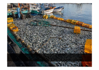 [자치와협동의사회과학] E-fishery 소득 분석과 실제 사회적 딜레마 상황 사례 분석-11