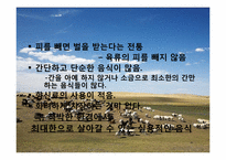 몽골의 식생활 레포트-10