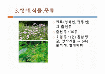 [생태학] 청계천의 과거, 현재, 그리고 미래-20