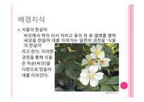 [초등교육]식물의 한살이-6
