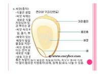 [초등교육]식물의 한살이-7