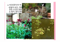 [초등교육]식물의 한살이-10