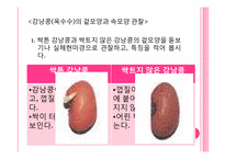 [초등교육]식물의 한살이-13