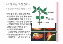 [초등교육]식물의 한살이-15
