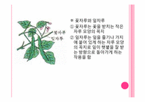 [초등교육]식물의 한살이-17