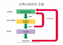 [생물학]내분비계-17