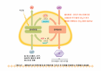 [생물학]광합성-8