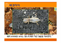 [초등과학 교육수업]작은 생물의 세계-8