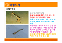 [초등과학 교육수업]작은 생물의 세계-11