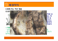 [초등과학 교육수업]작은 생물의 세계-13