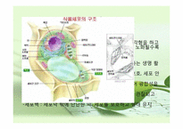 [초등과학 교육수업]식물의-8