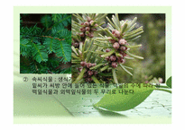 [초등과학 교육수업]식물의-18