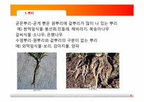 [초등과학교육]식물의 구조와 기능-5