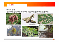 [초등과학교육]식물의 구조와 기능-6