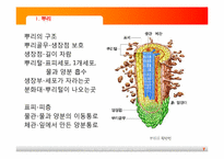 [초등과학교육]식물의 구조와 기능-7