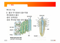 [초등과학교육]식물의 구조와 기능-8