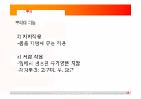 [초등과학교육]식물의 구조와 기능-10