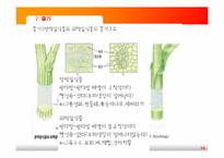 [초등과학교육]식물의 구조와 기능-15
