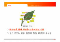 [초등과학교육]식물의 구조와 기능-17