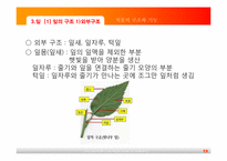 [초등과학교육]식물의 구조와 기능-19