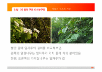 [초등과학교육]식물의 구조와 기능-20