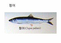 [부생물조사]수산물류-10