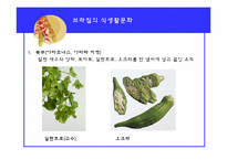 [음식문화] 브라질 음식점 `이빠네마`-5